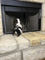 Steven , a male English Bulldog for sale in Houston, TX – 6 of 10