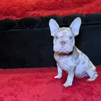 Merlin, a male French Bulldog for sale in Houston, TX – Photo 1 of 4