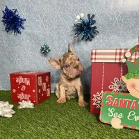 Merlin, a male French Bulldog for sale in Houston, TX – Photo 4 of 4