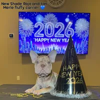 Merlin, a male French Bulldog for sale in Houston, TX – Photo 2 of 4