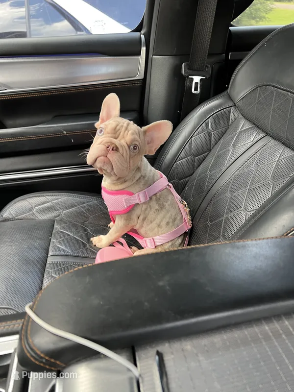 Storm – French Bulldog puppy for sale in Houston, TX