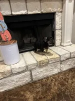 Jordan Sparks, a female French Bulldog for sale in Houston, TX – 6 of 8