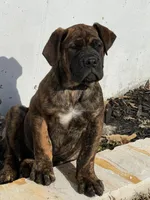 processed/bdcaefaa-a48c-4744-afb5-12bae198685e/listing/3388b311-ff04-4f9e-a0d3-0d1f41c8410c/a0c4fe50-d5ac-4fb7-8b85-8f44f00e5800