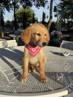 Dior, a female Golden Retriever for sale in Mojave, CA – 8 of 8