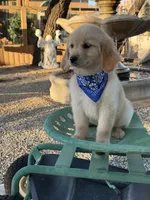 Kobe , a male Golden Retriever for sale in Mojave, CA – 3 of 6