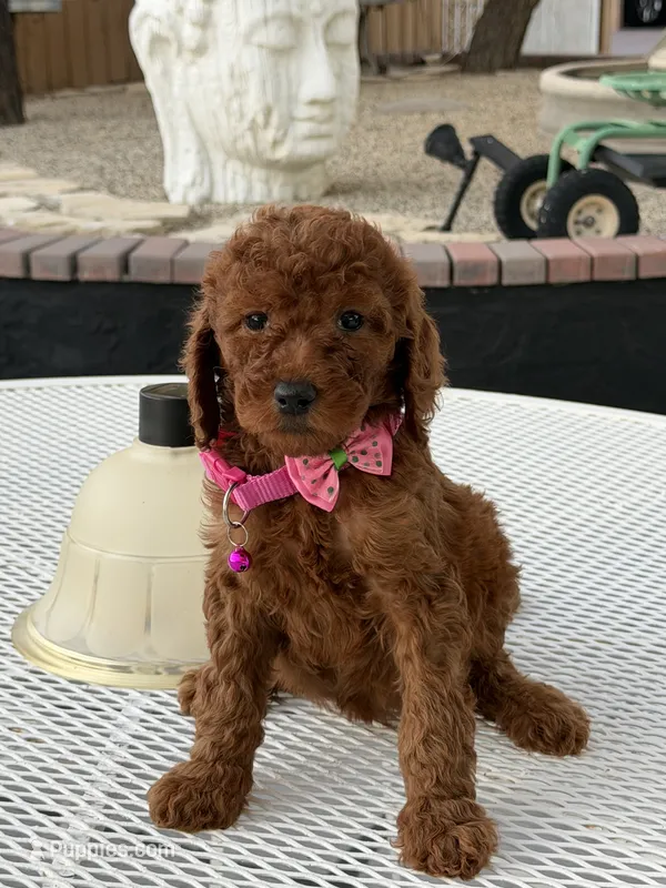 Koko  – Goldendoodle puppy for sale in Mojave, CA