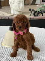 Koko , a female Goldendoodle for sale in Mojave, CA – 1 of 7