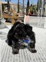 Oreo , a male Shih Tzu for sale in Mojave, CA – Photo 4 of 6