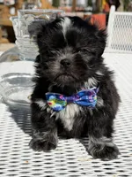 Oreo , a male Shih Tzu for sale in Mojave, CA – Photo 2 of 6