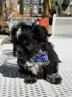 Oreo , a male Shih Tzu for sale in Mojave, CA – Photo 3 of 6
