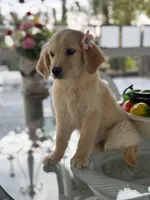 Cinnamon , a female Golden Retriever for sale in Mojave, CA – Photo 3 of 5