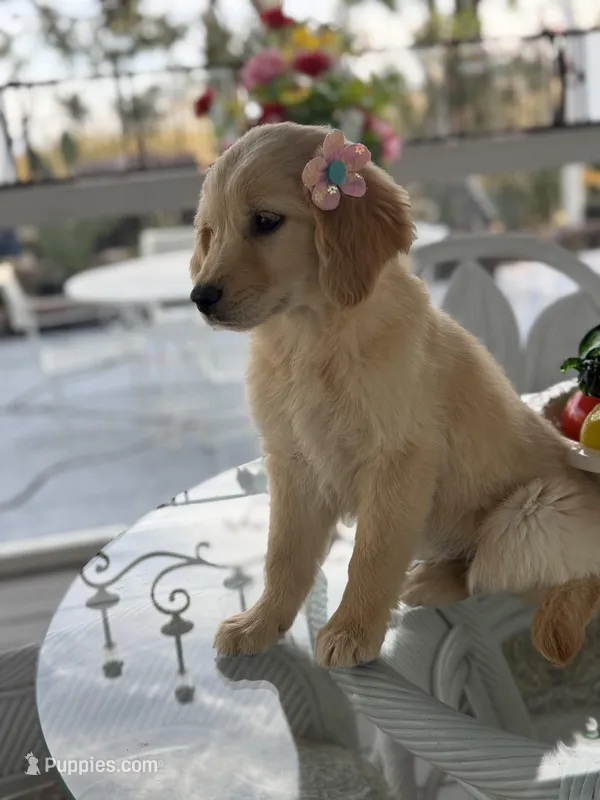 Cinnamon , a female Golden Retriever for sale in Mojave, CA – Photo 1 of 5