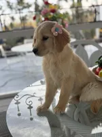 Cinnamon , a female Golden Retriever for sale in Mojave, CA – Photo 1 of 5