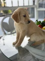 Cinnamon , a female Golden Retriever for sale in Mojave, CA – Photo 4 of 5