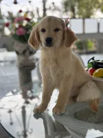 Cinnamon , a female Golden Retriever for sale in Mojave, CA – Photo 5 of 5