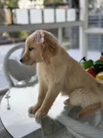 Cinnamon , a female Golden Retriever for sale in Mojave, CA – Photo 2 of 5