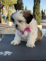 Daisy , a female Shih Tzu for sale in Mojave, CA – 4 of 5