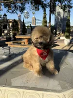 Beer , a male Shihpoo for sale in Mojave, CA – 5 of 6