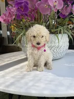 Lily , a female Poodle - Toy  for sale in Mojave, CA – 4 of 6