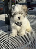 Domino , a male Shih Tzu for sale in Mojave, CA – 6 of 7