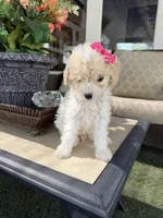 Mia , a female Poodle - Toy  for sale in Mojave, CA – 5 of 5