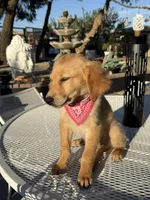 Dior, a female Golden Retriever for sale in Mojave, CA – 3 of 8