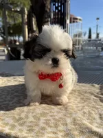 Kiwi , a male Shih Tzu for sale in Mojave, CA – 4 of 7