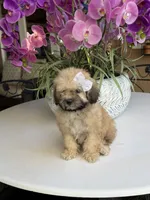 Ginger , a female Shihpoo for sale in Mojave, CA – 5 of 6