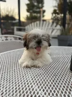 Oreo , a male Shih Tzu for sale in Mojave, CA – 5 of 6