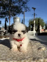Kiwi , a male Shih Tzu for sale in Mojave, CA – 7 of 7
