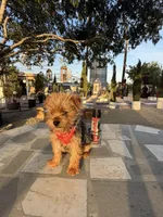 Zeus , a male Yorkshire Terrier for sale in Mojave, CA – Photo 5 of 6