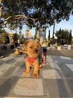 Zeus , a male Yorkshire Terrier for sale in Mojave, CA – Photo 6 of 6