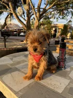 Zeus , a male Yorkshire Terrier for sale in Mojave, CA – Photo 2 of 6