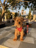 Zeus , a male Yorkshire Terrier for sale in Mojave, CA – Photo 3 of 6
