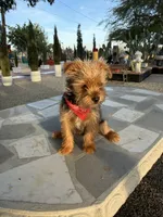 Zeus , a male Yorkshire Terrier for sale in Mojave, CA – Photo 1 of 6
