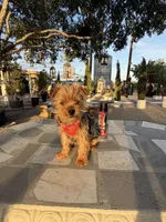 Zeus , a male Yorkshire Terrier for sale in Mojave, CA – Photo 4 of 6
