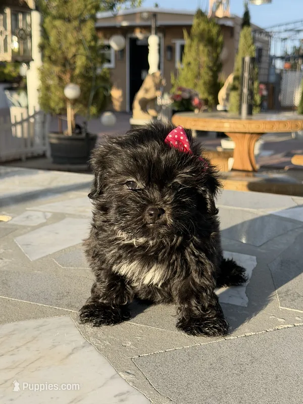 Daisy  – Shih Tzu puppy for sale in Mojave, CA