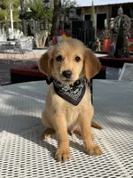 Luka , a male Golden Retriever for sale in Mojave, CA – 7 of 8
