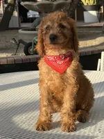 Kobe , a male Goldendoodle for sale in Mojave, CA – 4 of 6