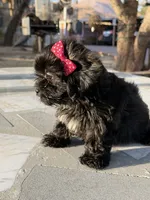 Daisy , a female Shih Tzu for sale in Mojave, CA – 6 of 8