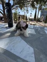 Daisy , a female Shih Tzu for sale in Mojave, CA – 4 of 5