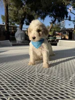 Toby, a male Poodle - Toy  for sale in Mojave, CA – 2 of 5