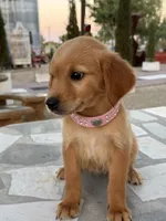 Cinnamon, a female Golden Retriever for sale in Mojave, CA – 3 of 7