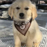 Leo, a male Golden Retriever for sale in Mojave, CA – Photo 2 of 7