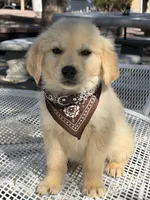 Maxx, a male Golden Retriever for sale in Mojave, CA – Photo 2 of 7