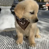 Leo, a male Golden Retriever for sale in Mojave, CA – Photo 4 of 7
