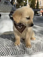Maxx, a male Golden Retriever for sale in Mojave, CA – Photo 4 of 7