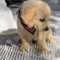 Leo, a male Golden Retriever for sale in Mojave, CA – Photo 7 of 7
