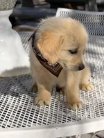 Maxx, a male Golden Retriever for sale in Mojave, CA – Photo 7 of 7