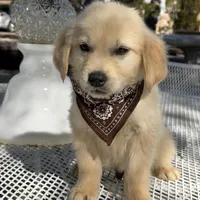 Leo, a male Golden Retriever for sale in Mojave, CA – Photo 3 of 7
